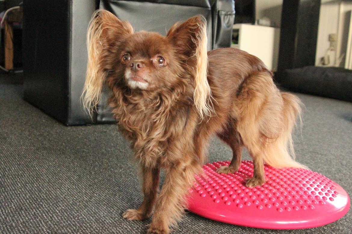 Chihuahua Boss billede 35