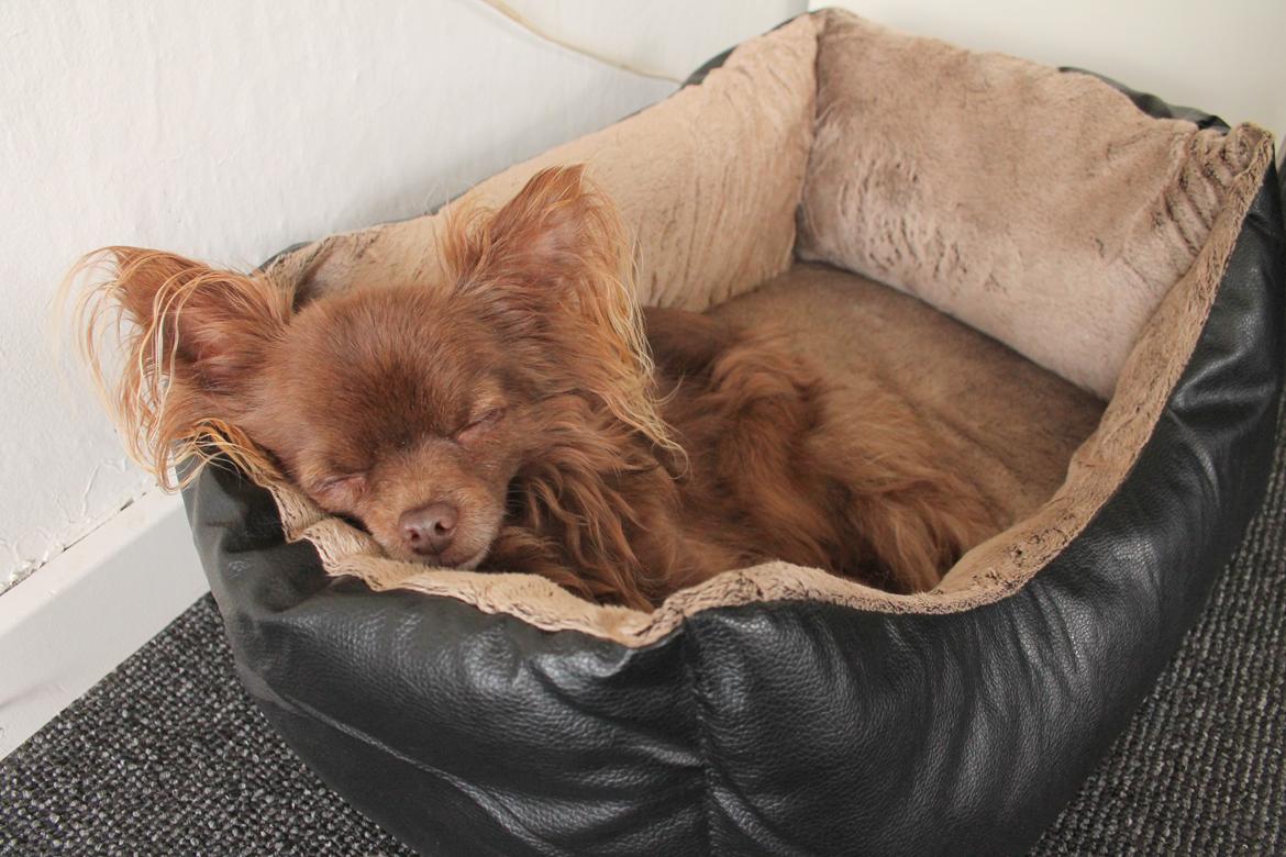 Chihuahua Boss billede 36