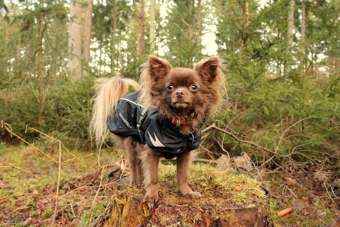 Chihuahua Boss billede 1