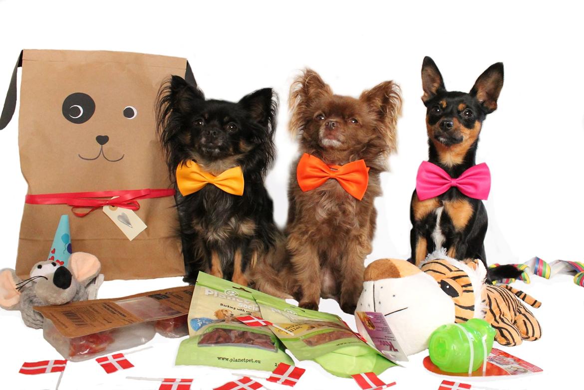 Chihuahua Boss billede 37