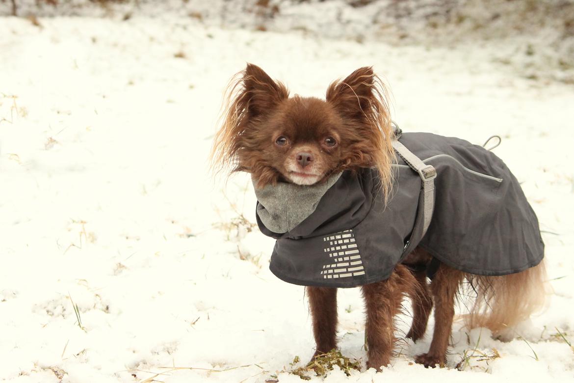 Chihuahua Boss billede 38