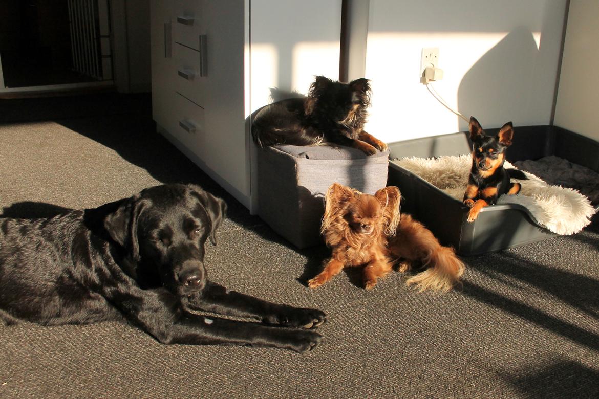 Chihuahua Boss billede 42