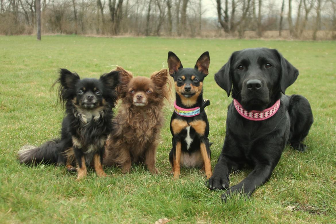 Chihuahua Boss billede 40