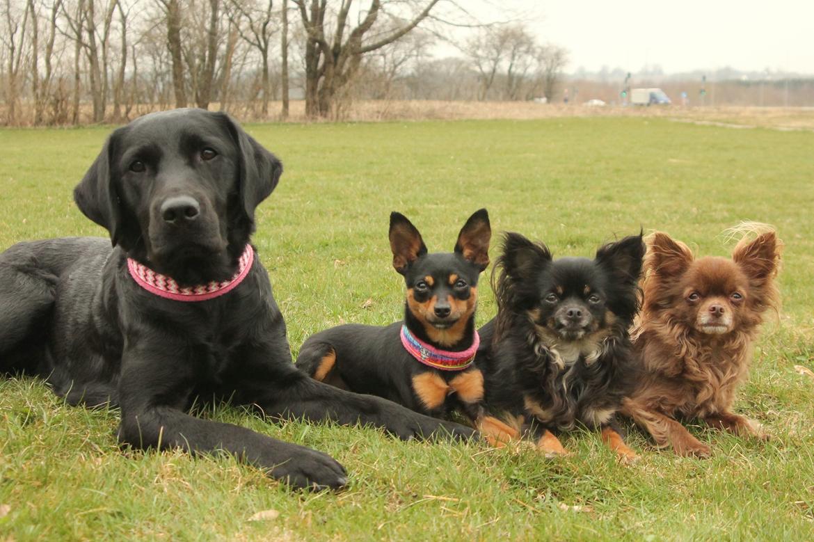 Chihuahua Boss billede 41