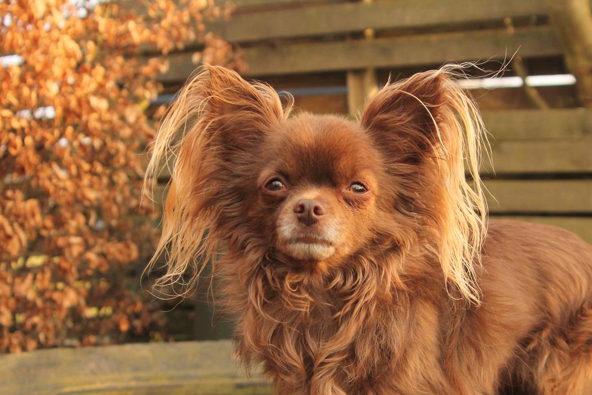 Chihuahua Boss billede 39