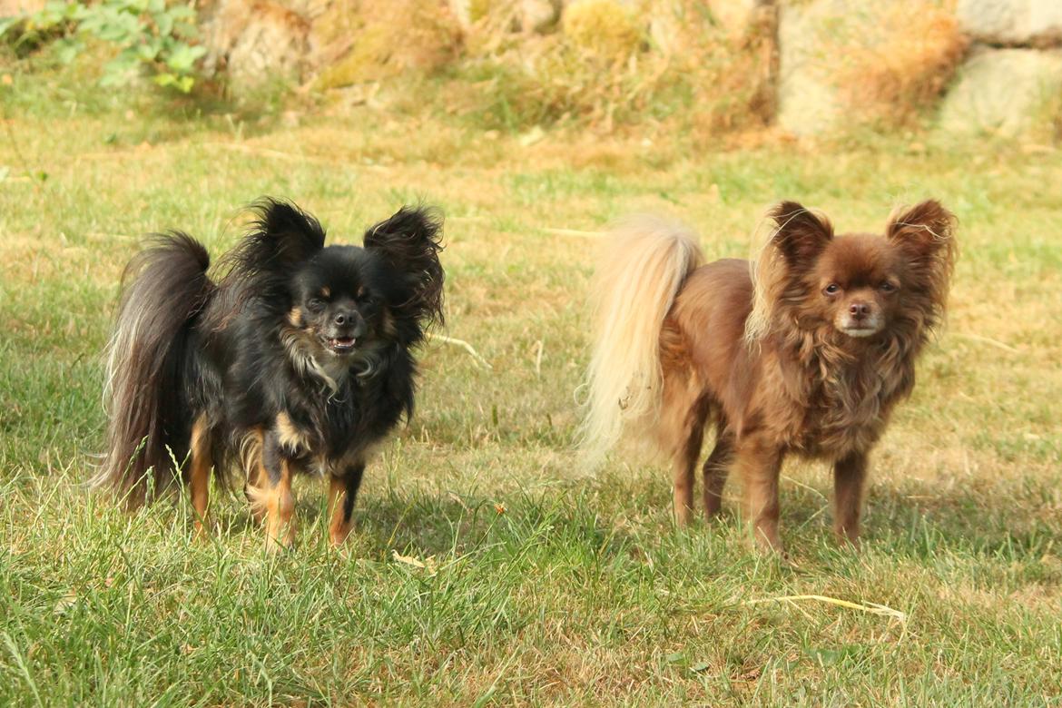 Chihuahua Boss billede 43