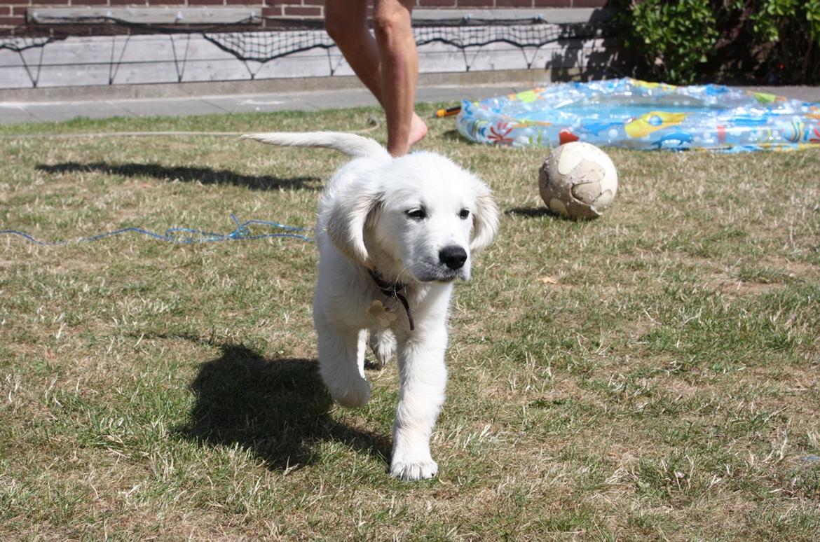 Golden retriever Pumba billede 33