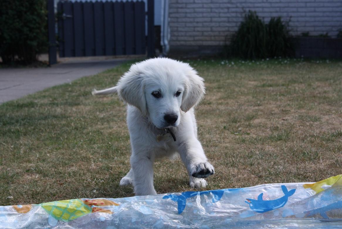 Golden retriever Pumba billede 21