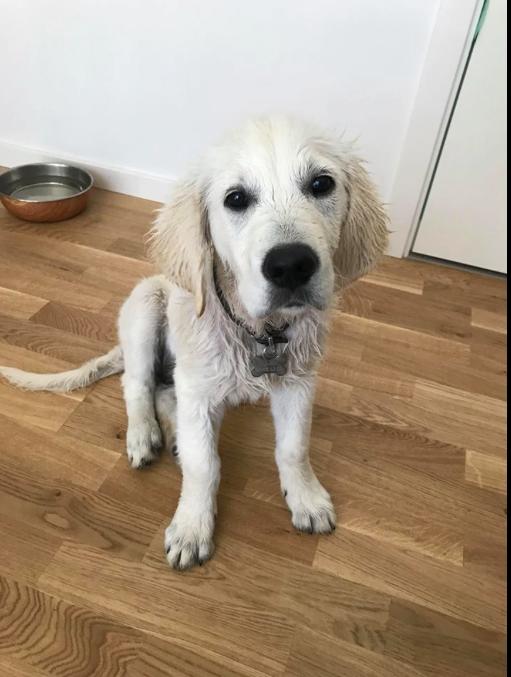 Golden retriever Pumba - Efter en badetur i havet billede 25