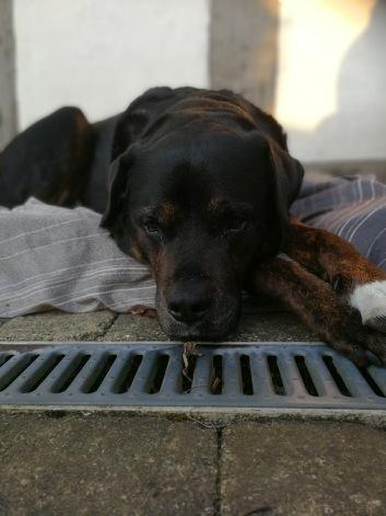 Blanding af racer Felix - Tillykke med de 10 år gamle dreng billede 23