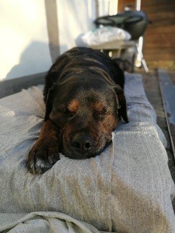 Blanding af racer Felix - Man kan godt se "hvalpe-agtig" ud på sine gamle dage billede 24