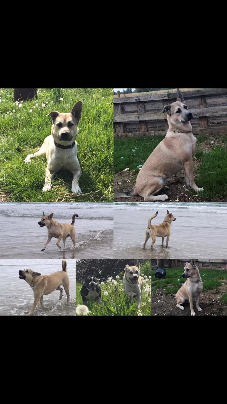 Blanding af racer Luna billede 49