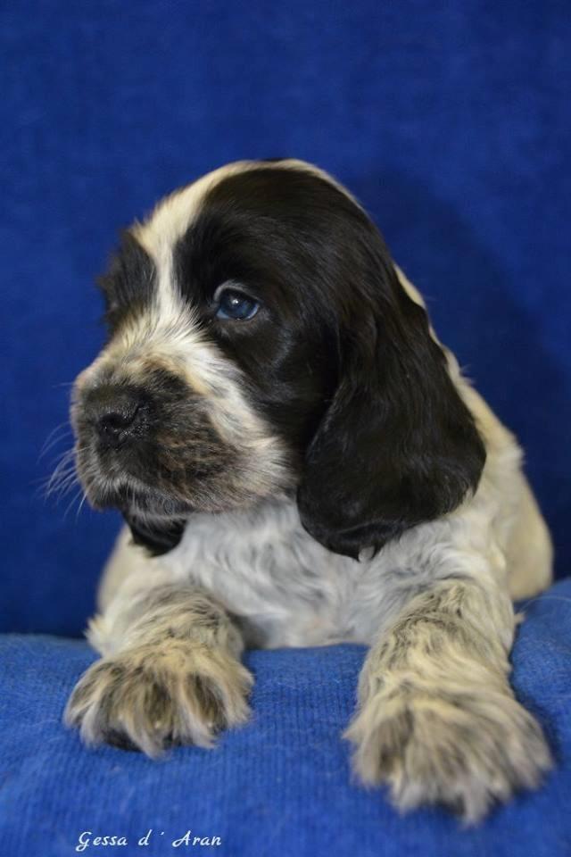 Cocker spaniel Ever billede 2