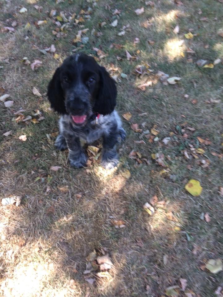 Cocker spaniel Ever billede 7