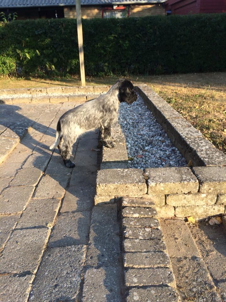 Cocker spaniel Ever - Ever 11 uger gammel og har været hér i et par dage billede 6