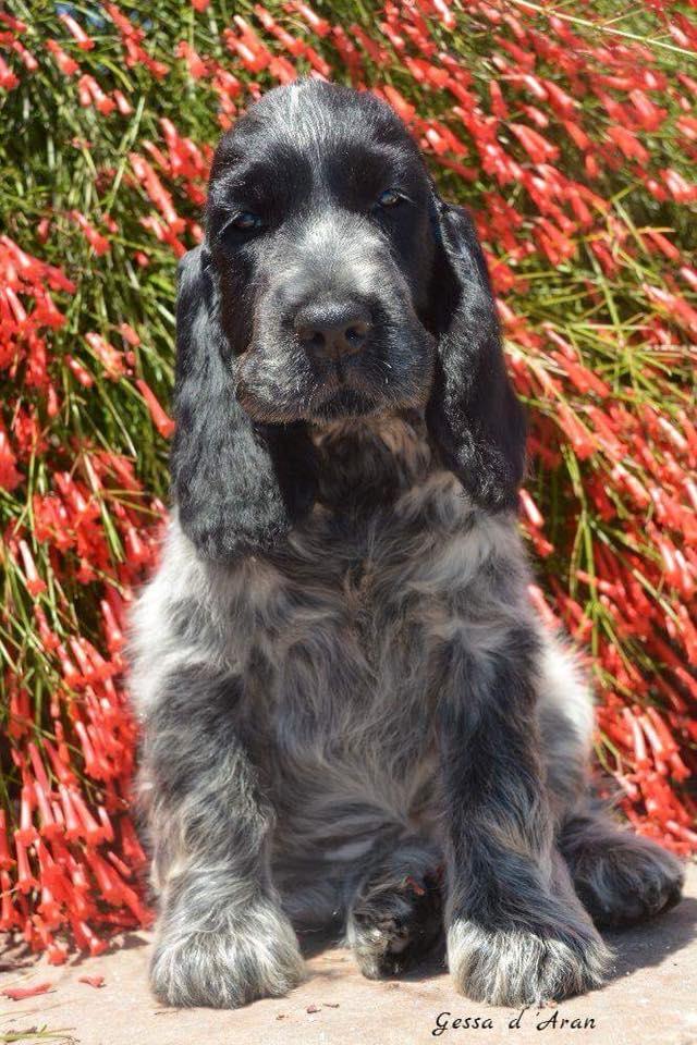 Cocker spaniel Ever billede 1