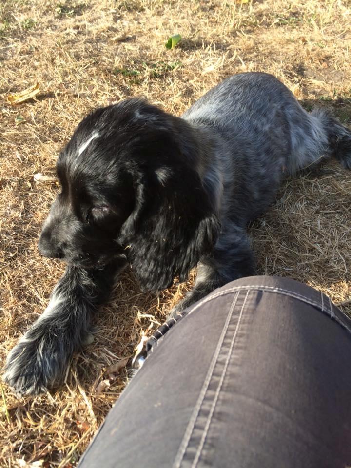 Cocker spaniel Ever billede 8