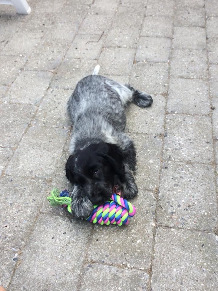 Cocker spaniel Ever billede 9