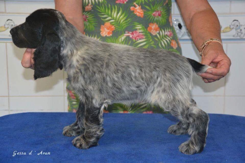 Cocker spaniel Ever billede 4