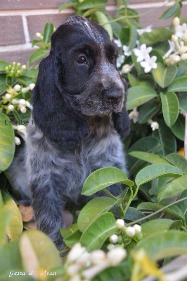 Cocker spaniel Ever billede 5