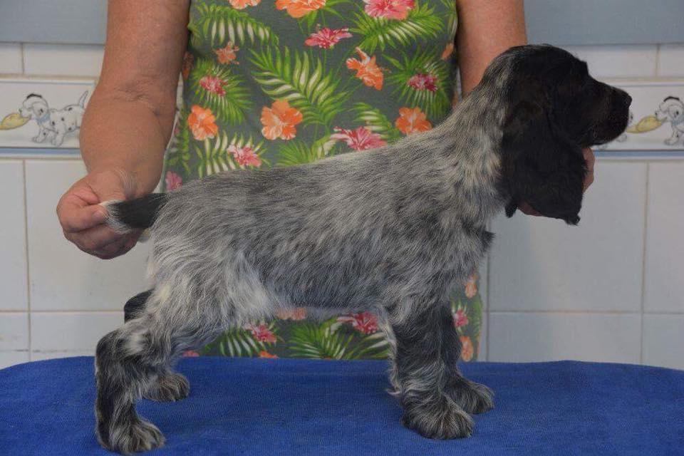 Cocker spaniel Ever billede 3