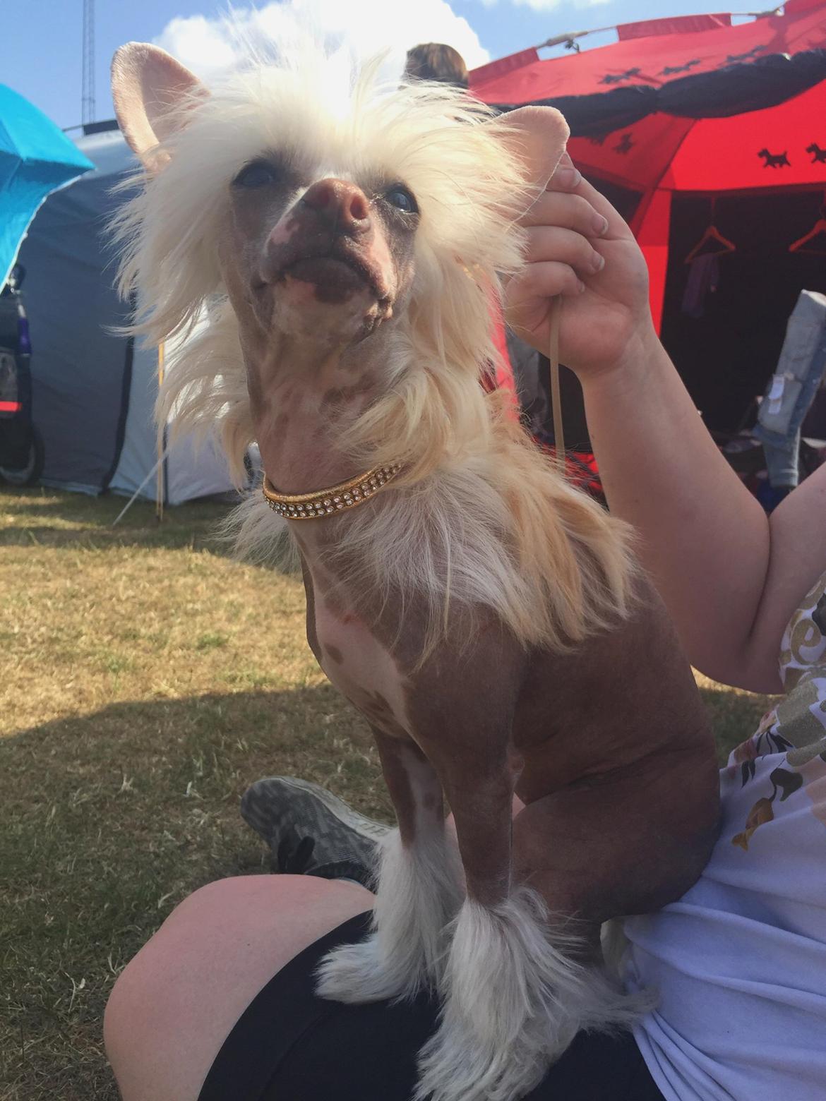 Chinese crested hårløs Zico Stella (Hottie Tot's Foxie Flash) billede 26