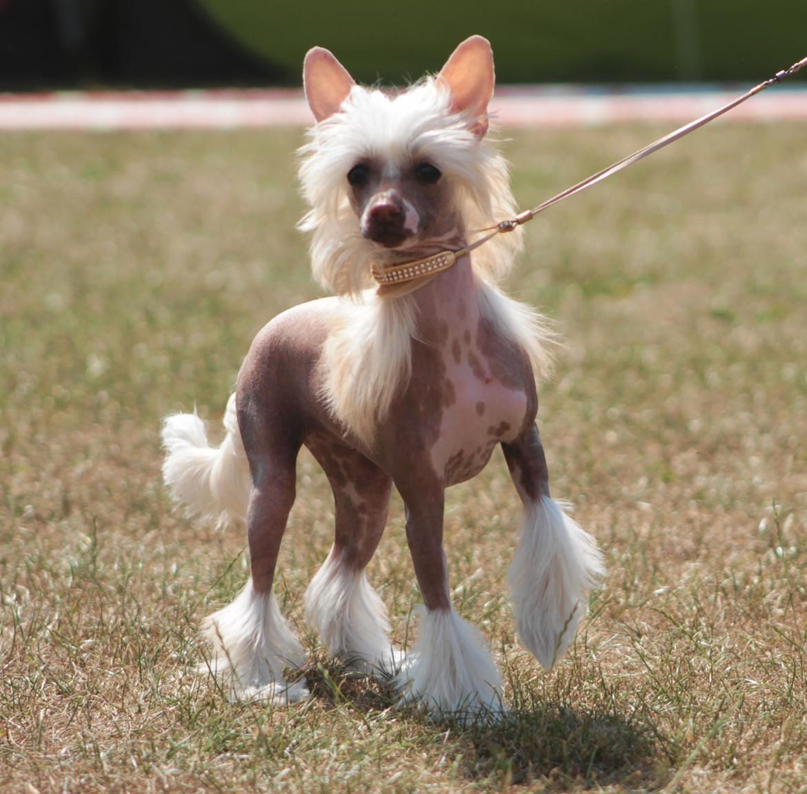 Chinese crested hårløs Zico Stella (Hottie Tot's Foxie Flash) billede 22