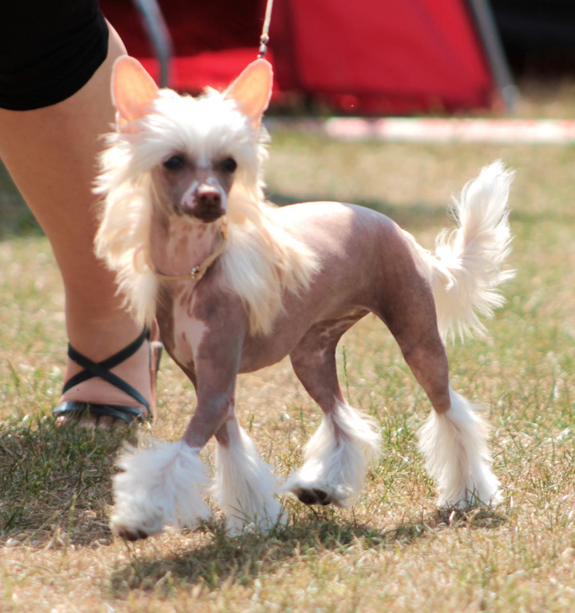 Chinese crested hårløs Zico Stella (Hottie Tot's Foxie Flash) billede 21