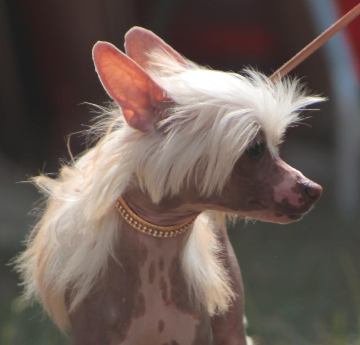Chinese crested hårløs Zico Stella (Hottie Tot's Foxie Flash) billede 23