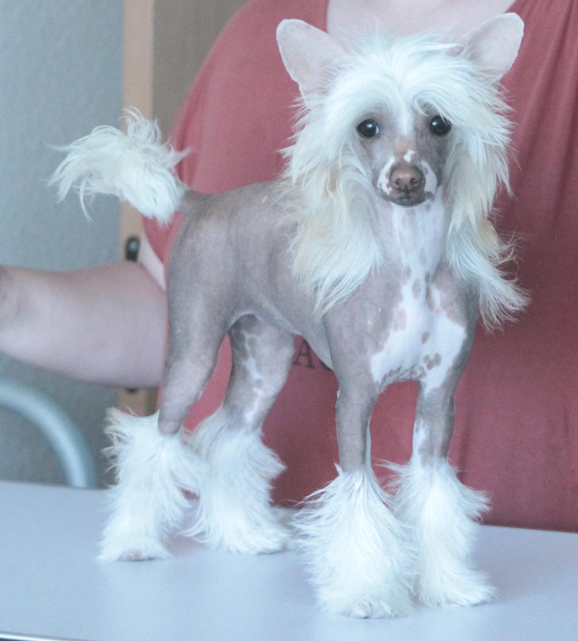 Chinese crested hårløs Zico Stella (Hottie Tot's Foxie Flash) billede 29