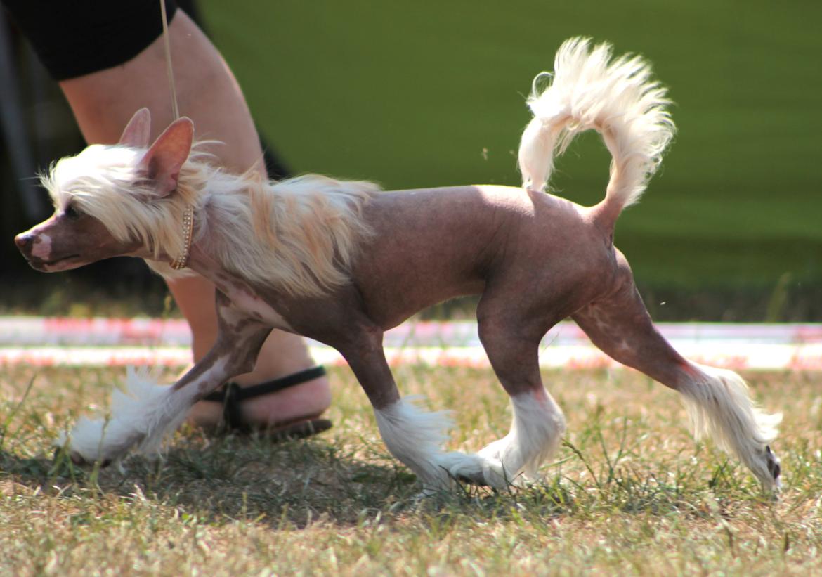 Chinese crested hårløs Zico Stella (Hottie Tot's Foxie Flash) billede 24
