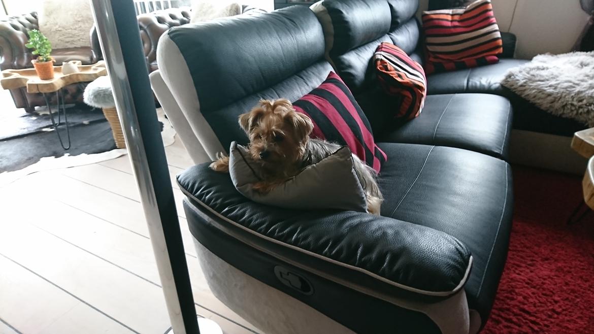 Yorkshire terrier Mille  billede 2