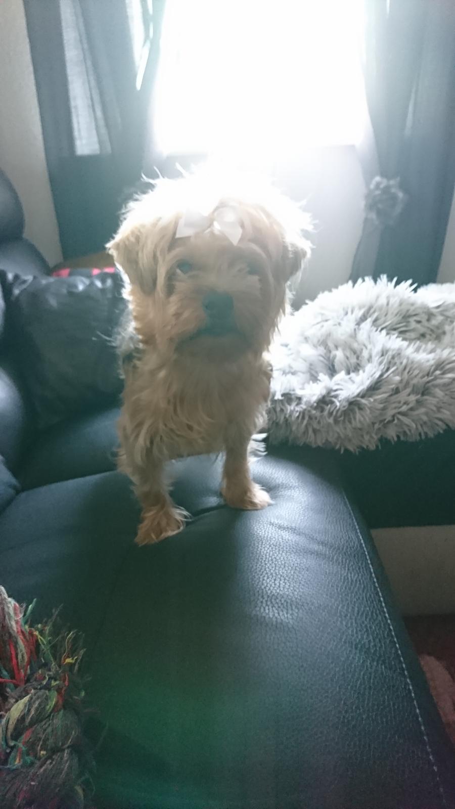 Yorkshire terrier Mille  billede 3