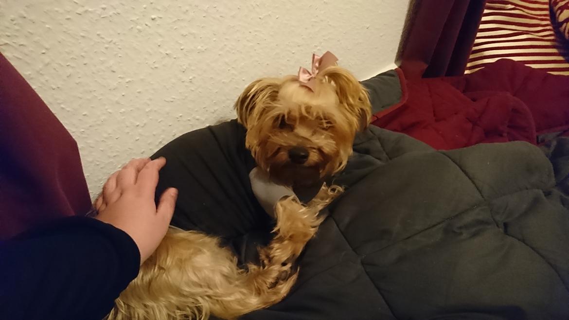 Yorkshire terrier Mille  billede 4