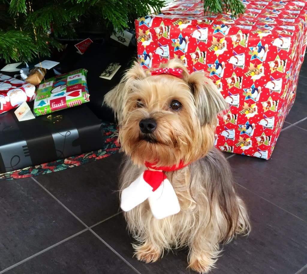 Yorkshire terrier Mille  billede 1