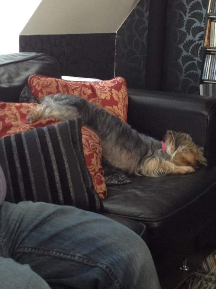 Yorkshire terrier Mille  billede 5