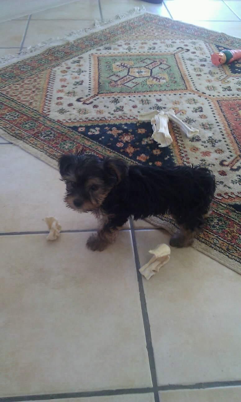 Yorkshire terrier Mille  billede 8