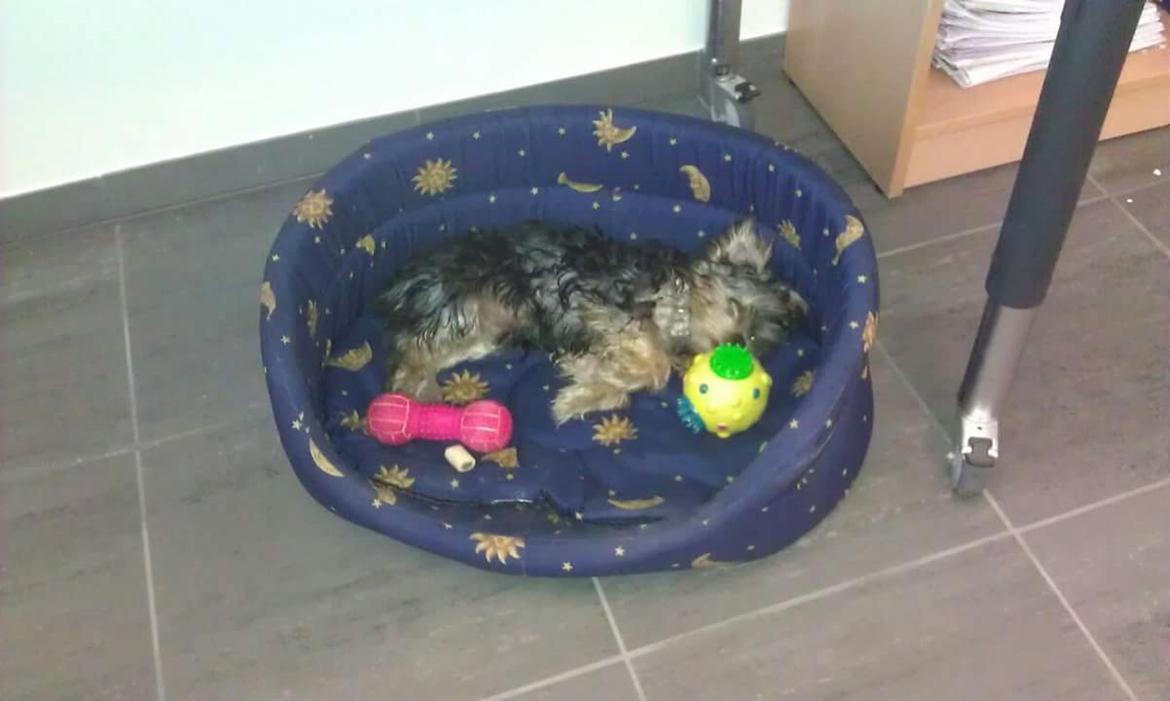 Yorkshire terrier Mille  billede 7