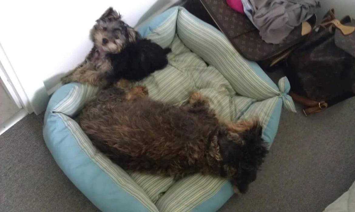 Yorkshire terrier Mille  billede 6