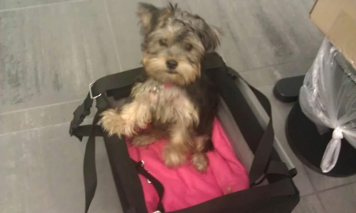 Yorkshire terrier Mille  billede 9