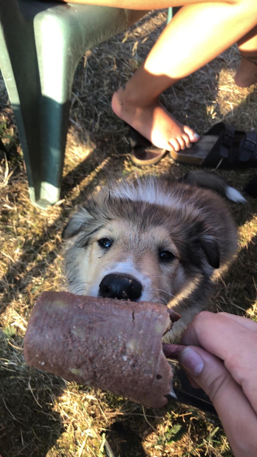 Collie langhåret Jane billede 1