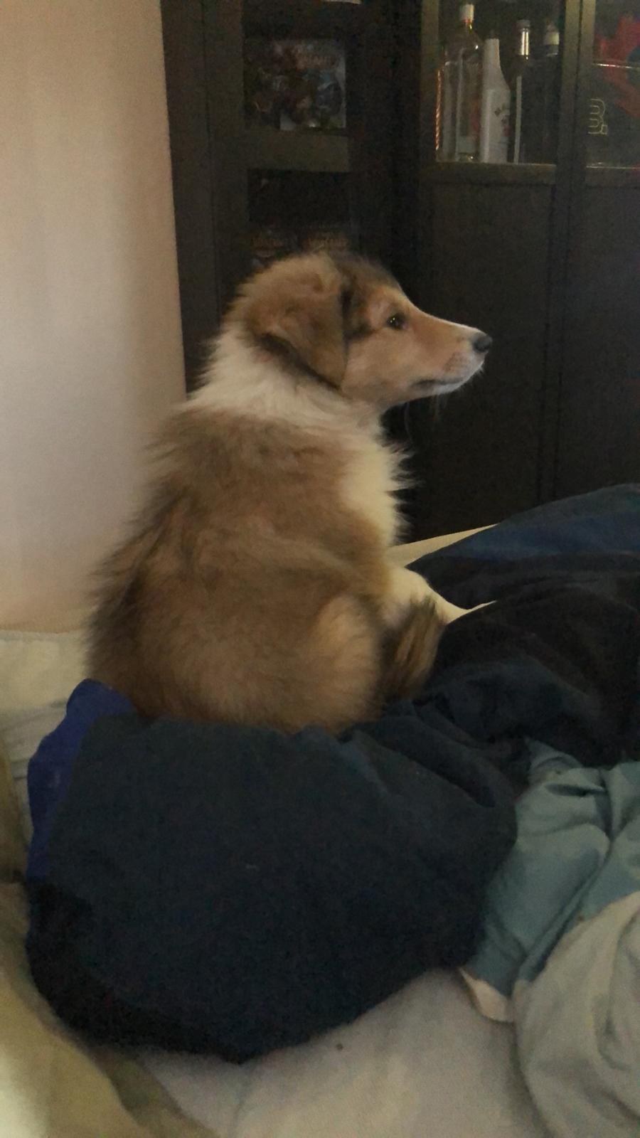 Collie langhåret Jane billede 2