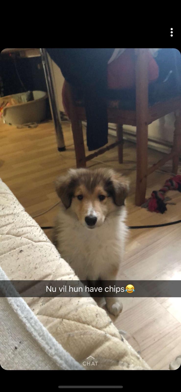 Collie langhåret Jane billede 3