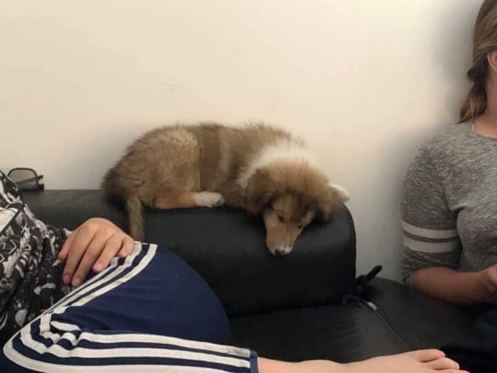 Collie langhåret Jane billede 6