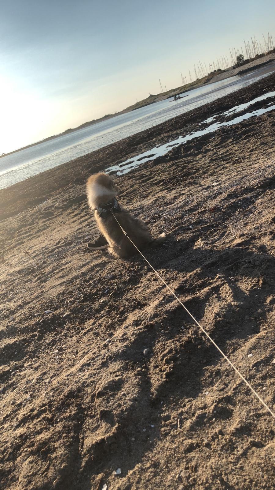 Collie langhåret Jane billede 4