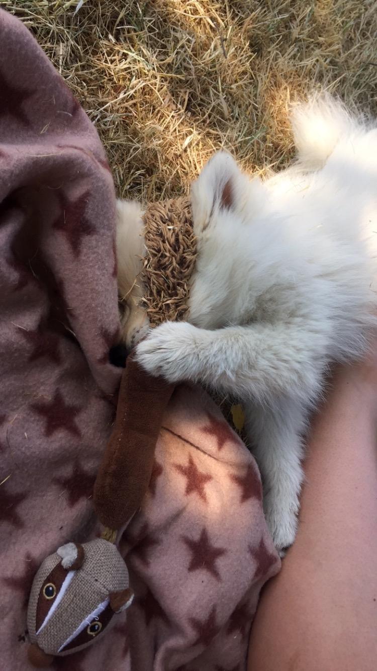 Kleinspitz Lille My billede 18