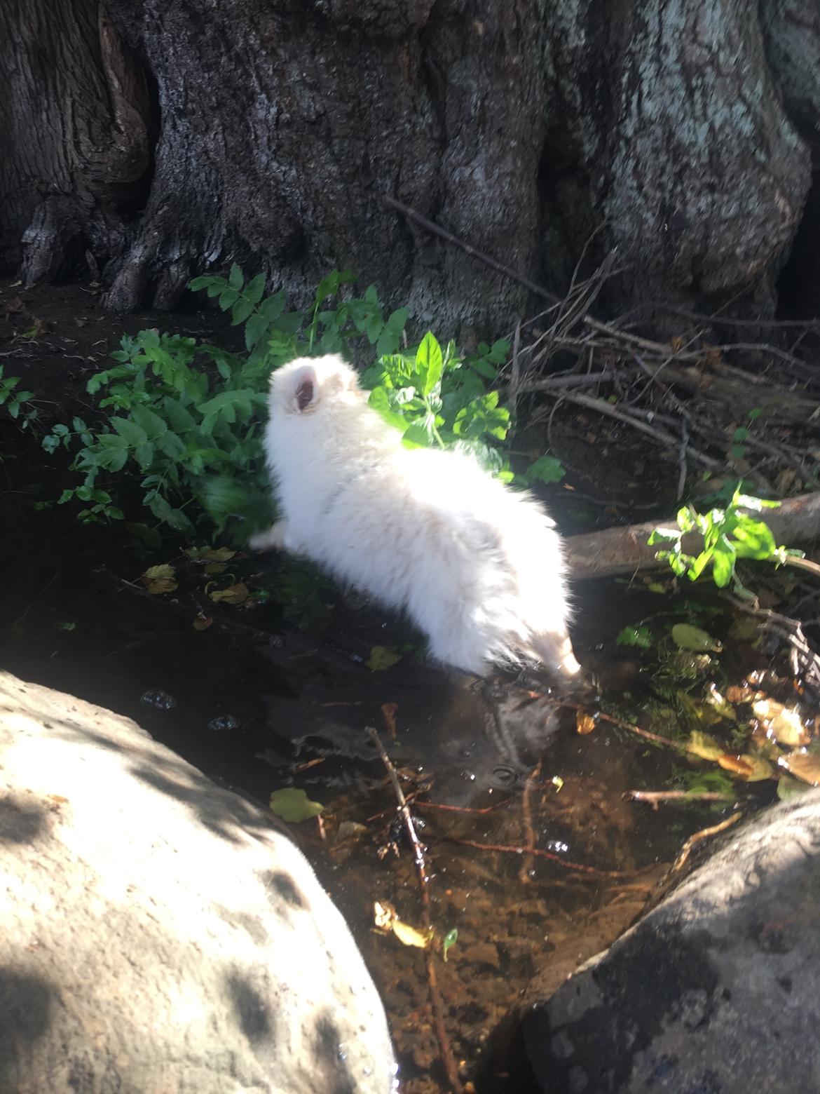 Kleinspitz Lille My billede 20