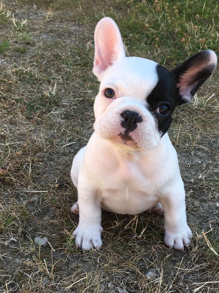 Fransk bulldog Bodil billede 1