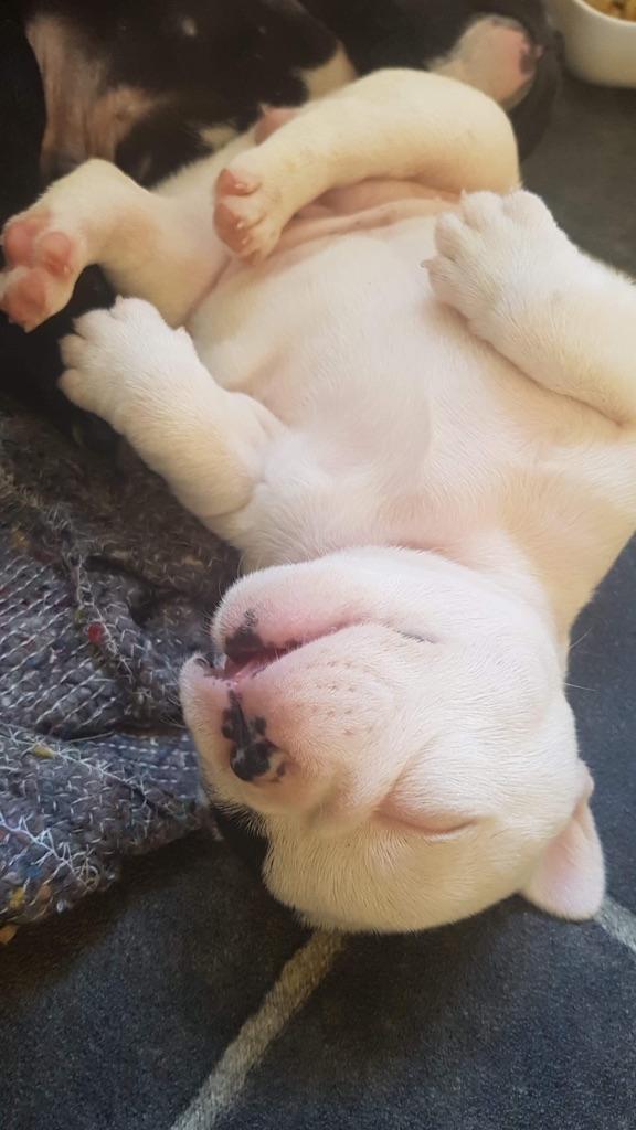 Fransk bulldog Bodil billede 2