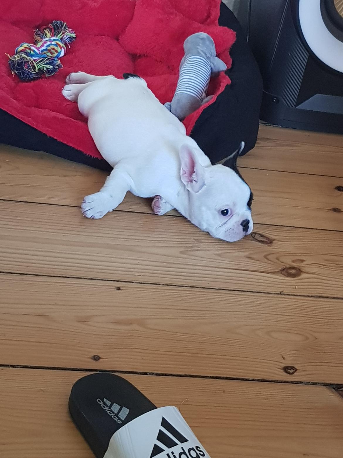 Fransk bulldog Bodil billede 6